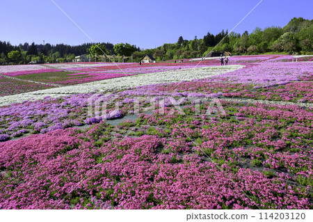 Uonuma Shiba櫻花公園 114203120