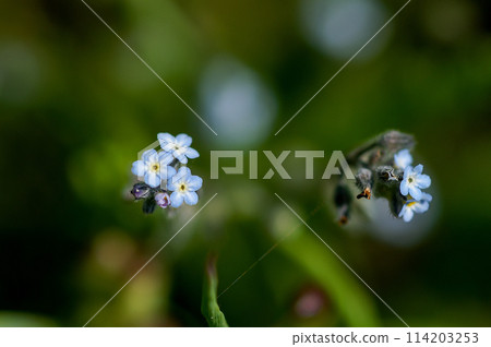 Field Purple 114203253