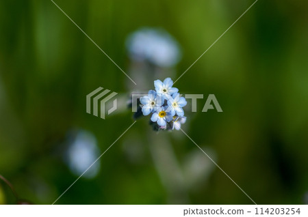 Field Purple 114203254