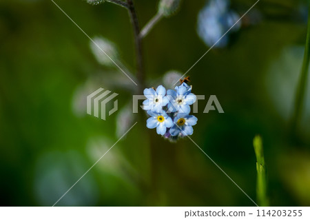 Field Purple Field Purple 114203255