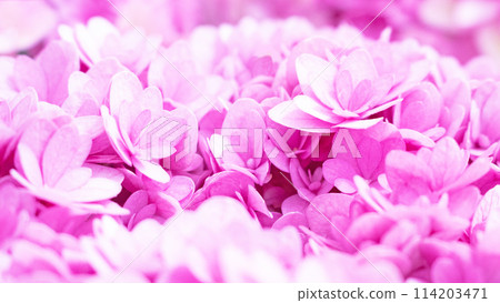 Double-flowered pink hydrangea flower background 114203471