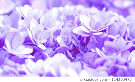 Double-flowered blue-purple hydrangea flower background 114203473