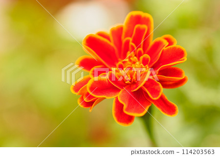Red flower marigold 114203563