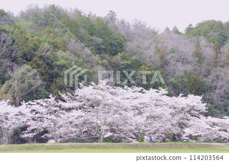 Scenery with cherry blossoms 114203564