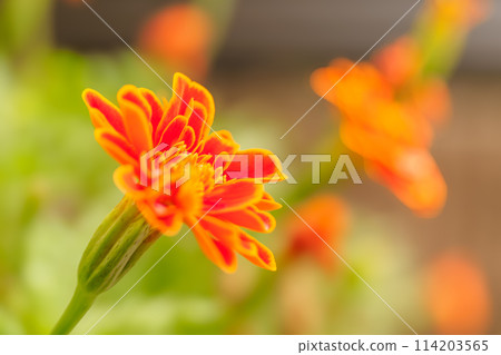 紅色的花萬壽菊 114203565