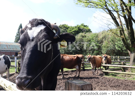 Golden Week/Takachiho Ranch/Miyazaki 114203632
