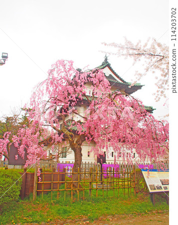 April 19, 2024 Cherry blossoms in full bloom at Hirosaki Castle 114203702