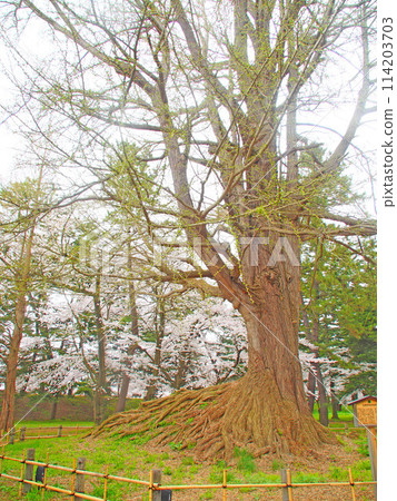 April 19, 2024 Cherry blossoms in full bloom at Hirosaki Castle 114203703