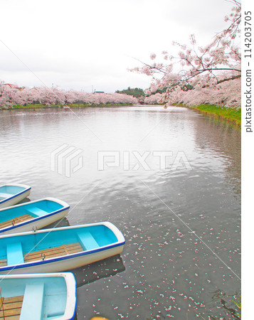 April 19, 2024 Cherry blossoms in full bloom at Hirosaki Castle 114203705