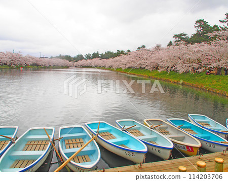 April 19, 2024 Cherry blossoms in full bloom at Hirosaki Castle 114203706