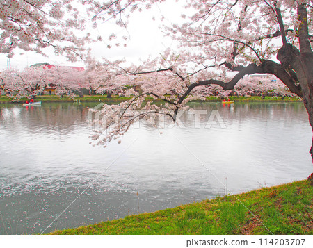 April 19, 2024 Cherry blossoms in full bloom at Hirosaki Castle 114203707
