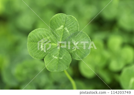 四葉草，幸運的象徵 114203749