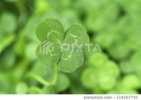 Four-leaf clover, a symbol of good luck 114203750