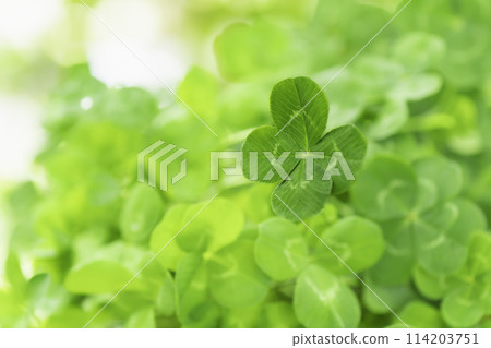 Four-leaf clover, a symbol of good luck 114203751