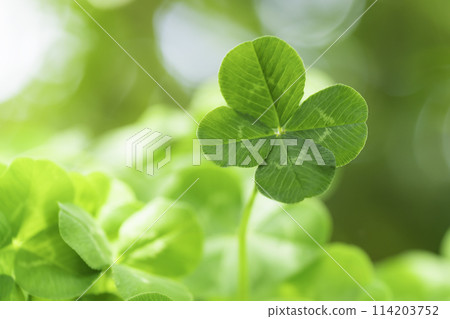 四葉草，幸運的象徵 114203752