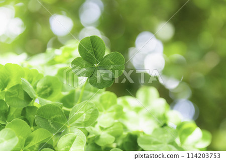 四葉草，幸運的象徵 114203753