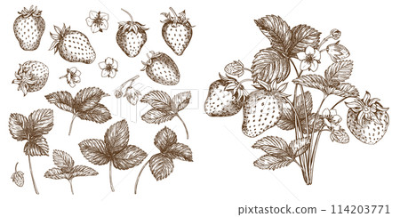 Sweet Strawberry, hand drawn vector illustration 114203771