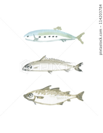 Cod, Barracuda, Sardines Cod, Barracuda, Sardines 114203784