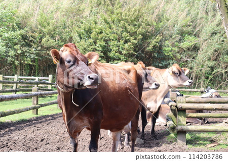 黃金週/高千穗農場/宮崎 黃金週/高千穗農場/宮崎 114203786