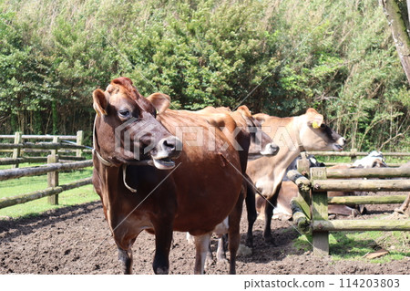 Golden Week/Takachiho Ranch/Miyazaki Golden Week/Takachiho Ranch/Miyazaki 114203803