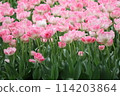 Pink and white double tulip fields 114203864