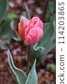 Deep pink tulips with red stripes 114203865