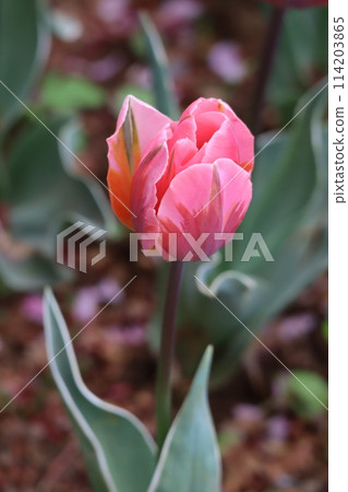 Deep pink tulips with red stripes Deep pink tulips with red stripes 114203865