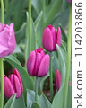 Red purple tulip 114203866