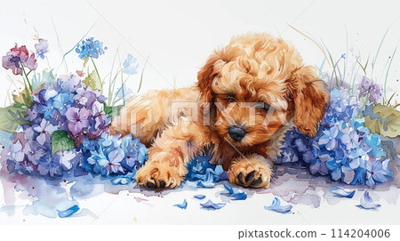 Hydrangea and toy poodle 114204006