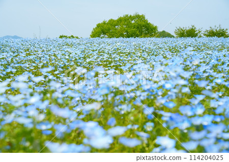 盛開的粉蝶花 盛開的粉蝶花 114204025