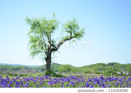 A visit to Bitchu Takamatsu Castle, a castle attacked by water 114204090