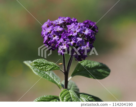 perfume flower heliotrope 114204190