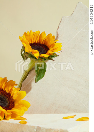 A beautiful sunflower leaning on white plasterboard with vacant space in front. Template of sunflower theme for product extract from natural ingredients as sunflower A beautiful sunflower leaning on white plasterboard with vacant space in front. Template of sunflower theme for product extract from natural ingredients as sunflower 114204212