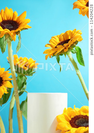 Front view shot at sunflower theme over turquoise blue background with empty white showcase in center. Photo for promote products has the main ingredients is sunflower, copy space 114204228