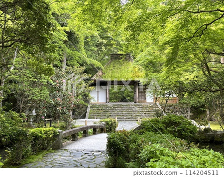 新鮮的綠色寺廟 114204511