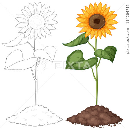 Sunflower Growth Stages Vector Illustration 114204713
