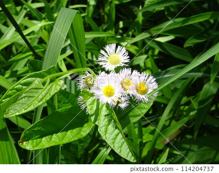 May Wildflowers 114204737