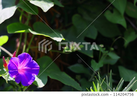 牽牛花在田野盛開 牽牛花在田野盛開 114204756