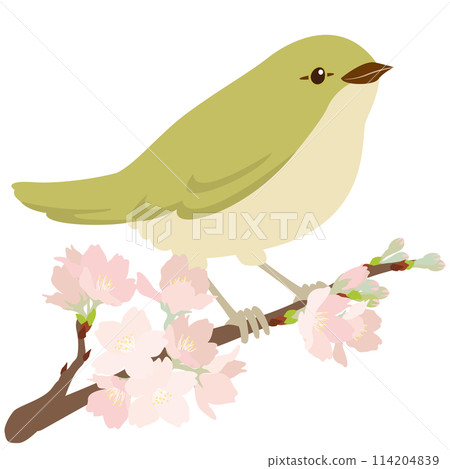 A Japanese bush warbler and a branch of cherry blossoms 114204839