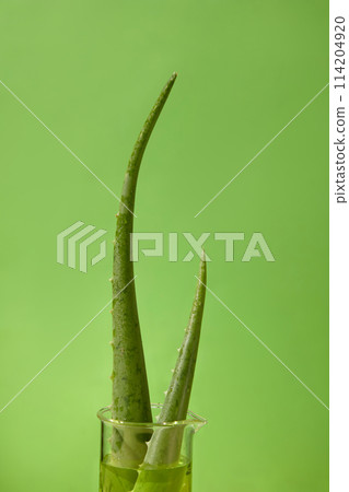 Minimalist style photo on green background, some aloe placed in a beaker with light yellow liquid. Aloe vera has several other uses that could potentially benefit health Minimalist style photo on green background, some aloe placed in a beaker with light yellow liquid. Aloe vera has several other uses that could potentially benefit health 114204920
