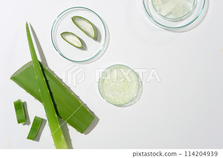 White counter displaying petri dishes containing aloe vera pieces, decorated by some branches of aloe vera. Space for designing and advertising White counter displaying petri dishes containing aloe vera pieces, decorated by some branches of aloe vera. Space for designing and advertising 114204939