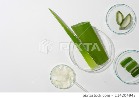 Template of aloe vera theme with high angle shot, because of its moisturizing properties, aloe vera has many uses in the skin and hair care industries Template of aloe vera theme with high angle shot, because of its moisturizing properties, aloe vera has many uses in the skin and hair care industries 114204942