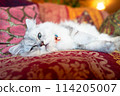 Cute white long-haired cat relaxing on the sofa - Silver Coated Persian / Chinchilla 114205007