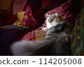 Portrait of a long-haired white cat sitting on a sofa - Silver Coated Persian / Chinchilla 114205008