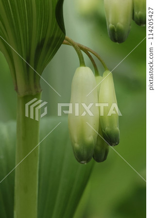 Nature Plants Polypodium edulis, the flower is bell-shaped and about 2 cm long. The tip is green and split into six parts. 114205427