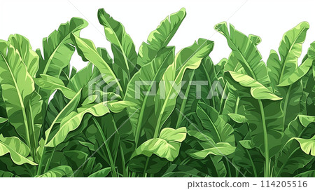 茂密的熱帶觀賞植物 114205516