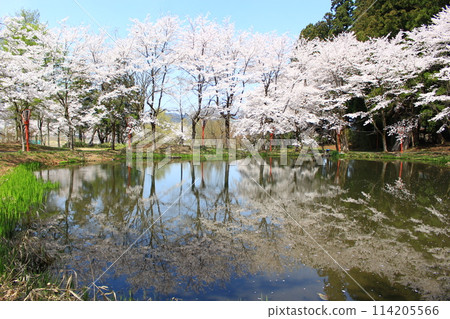 Oida no Sato Park Cherry Blossom Festival Oida no Sato Park Cherry Blossom Festival 114205566