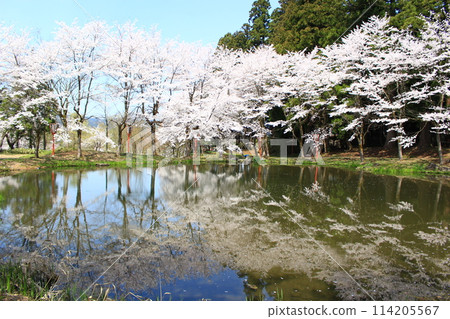 Oida no Sato Park Cherry Blossom Festival Oida no Sato Park Cherry Blossom Festival 114205567