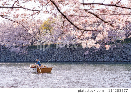日本兵庫縣姬路市姬路城內護城河中緩緩行駛的日本划艇和櫻花 114205577