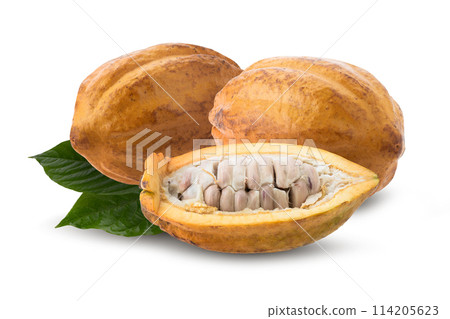 ripe cocoa fruits isolated on a white background 114205623